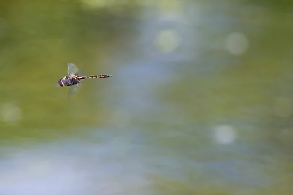 Общие летающая стрекоза змеешейка — стоковое фото