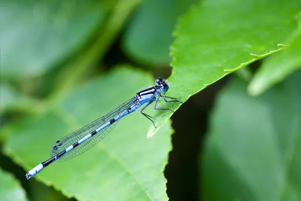 Ortak mavi kızböcekleri 1 — Stok fotoğraf