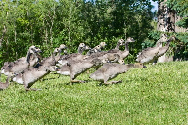 Group of goslings running — Stock Photo, Image
