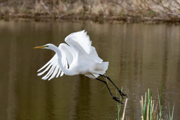 Great White Egret in Flight — Stock Photo, Image