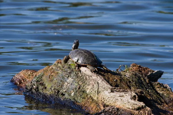 Boyalı kaplumbağa üzerinde yüzen bir günlük — Stok fotoğraf