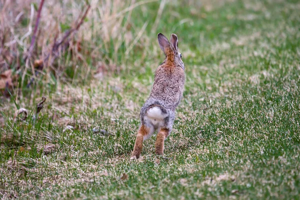 ジャックのウサギ — ストック写真