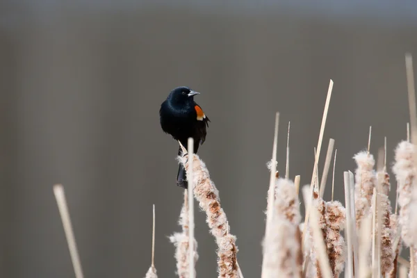 Asa Vermelha Blackbird na cauda do gato — Fotografia de Stock