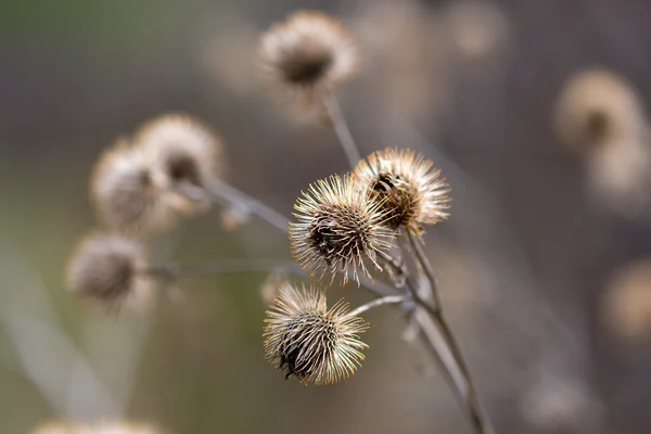 Thistle in the Winter — Stock Photo, Image