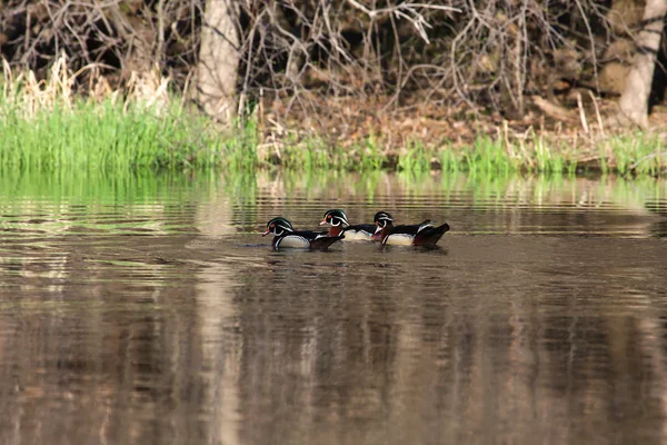 Male Wood Ducks — Stock Photo, Image