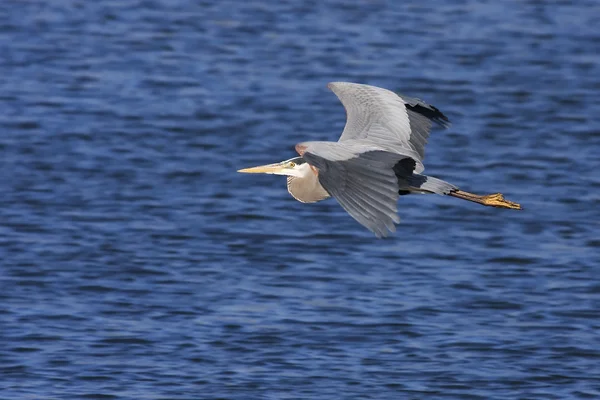 Great Blue Heron Flying — Stock Photo, Image