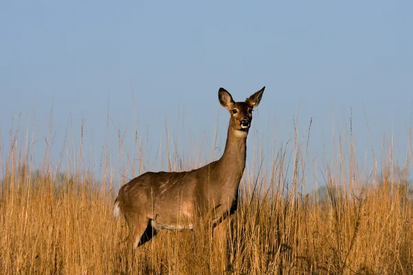 Deer in the meadow. — Stock Photo, Image