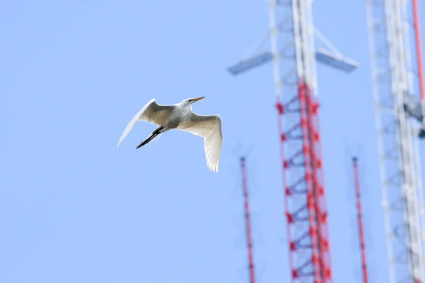 Gran grulla blanca volando cerca de una torre de radio — Foto de Stock