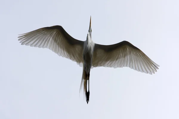 Grande branco Egret voando acima — Fotografia de Stock