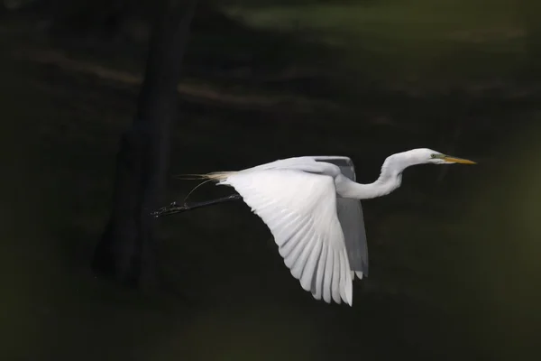 Stor vit Egret i flyget — Stockfoto