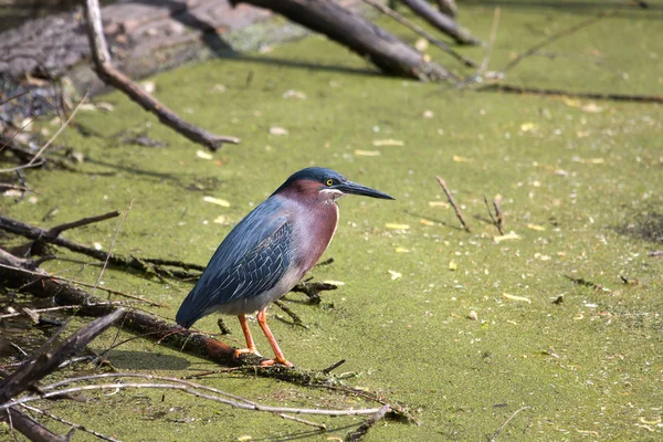 Green Heron Fishing for it's next Meal — Stock Photo, Image