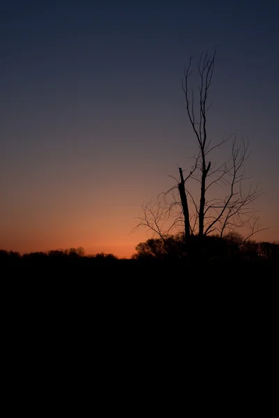 Lone tree at Sunrise — Stock Photo, Image