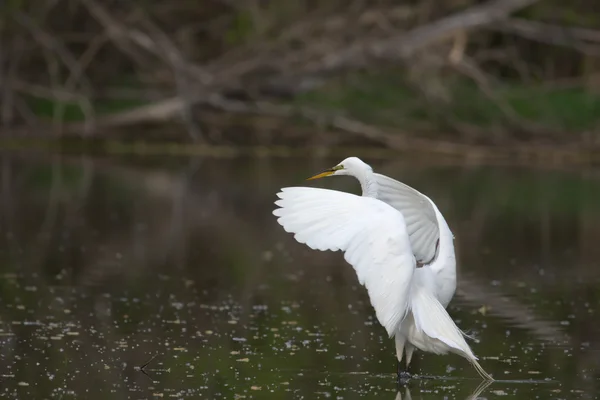 Μεγάλο λευκό egret κατά την πτήση — Φωτογραφία Αρχείου