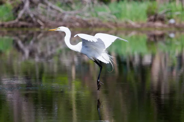 Great White Egret Landing — Stock Photo, Image