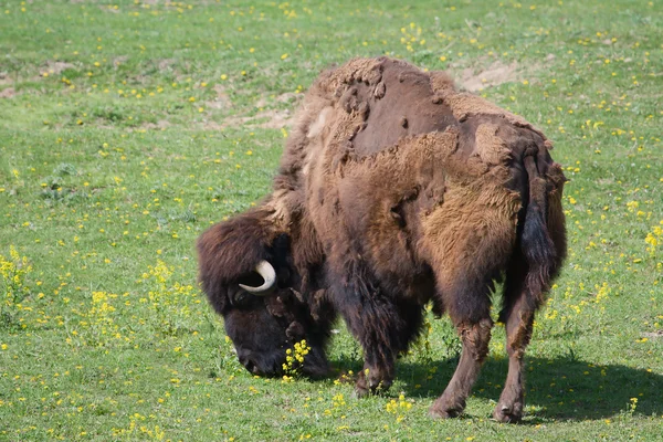 Pastoreo de búfalos —  Fotos de Stock