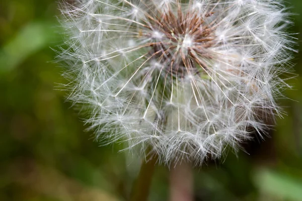 Dandelion gone to Seed — Stock Photo, Image