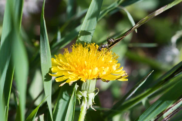 stock image An ant and dandelion