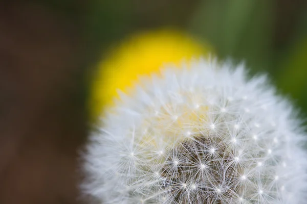 Cabeça de semente de dente-de-leão e flor (amarela) em um prado . — Fotografia de Stock