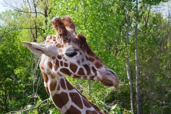 Giraffa Guardando indietro — Foto Stock