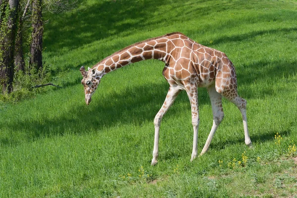 Жираф идет к еде — стоковое фото