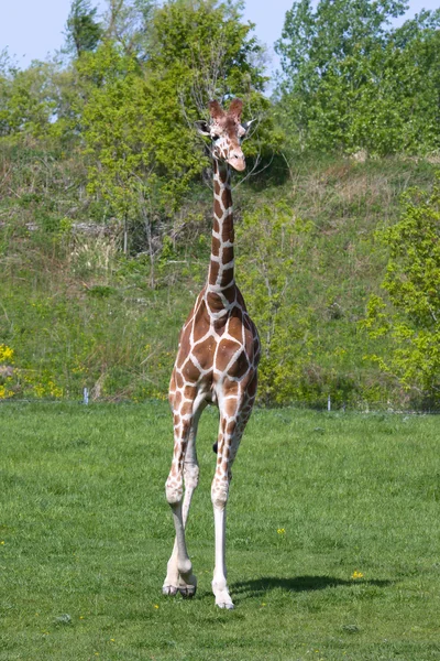Žirafa běží — Stock fotografie