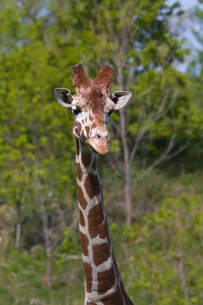 Giraffa 1 — Foto Stock