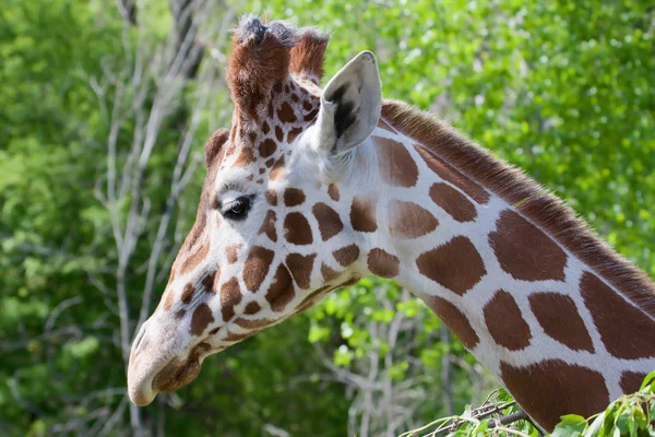 Giraffe 2 — Stockfoto
