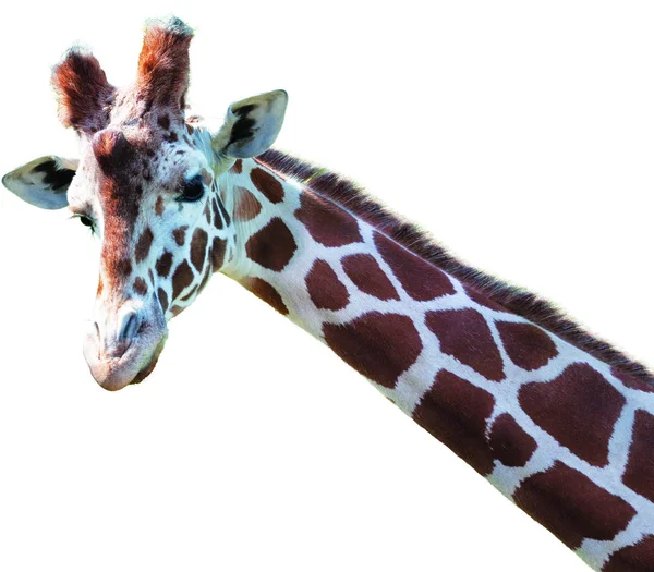 Giraffe face in zoo isolated — Stock Photo, Image