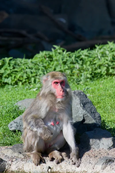 Macaque Monkey Bathing — Stock Photo, Image