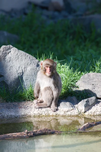Macaco japonês sentado calmamente — Fotografia de Stock