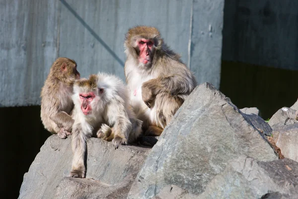 Japon makak maymunu 's hayvanat bahçesinde — Stok fotoğraf