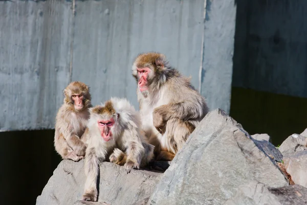 Monkey's hayvanat bahçesinde — Stok fotoğraf