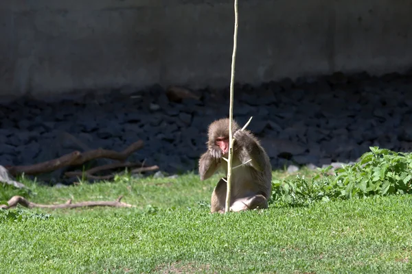 Macaco japonés sosteniendo una rama — Foto de Stock