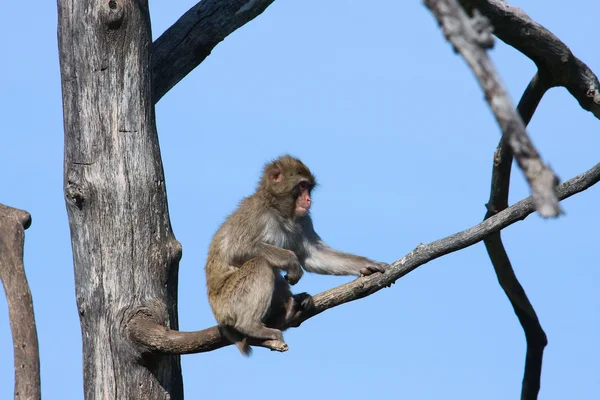 Macaco bonito em uma árvore — Fotografia de Stock