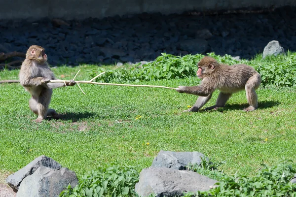 Two Japanese Macaque Fighting over a Stick. — Stok fotoğraf