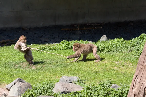 Ιαπωνική macaque παίζει — Φωτογραφία Αρχείου