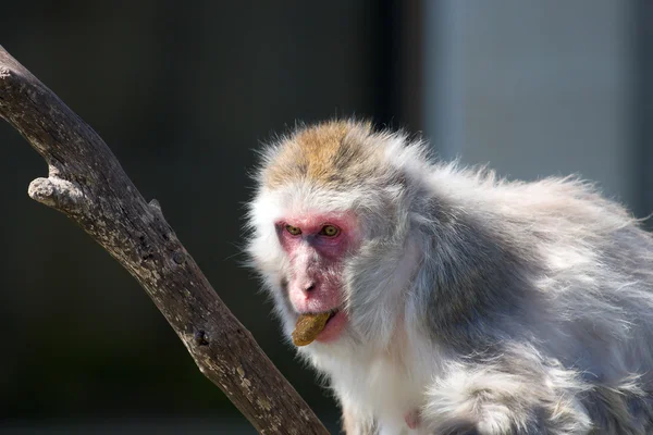 Manger Macaque Japonais — Photo