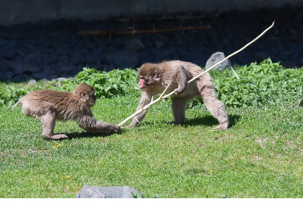 İki makak maymunu römorkör-savaş oynuyor — Stok fotoğraf