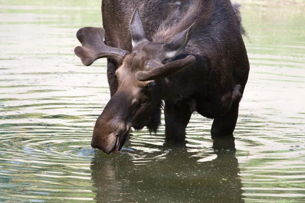 Лось-бык, пьющий из пруда . — стоковое фото