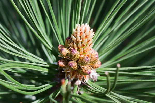 Birth of a Pine Cone — Stock Photo, Image