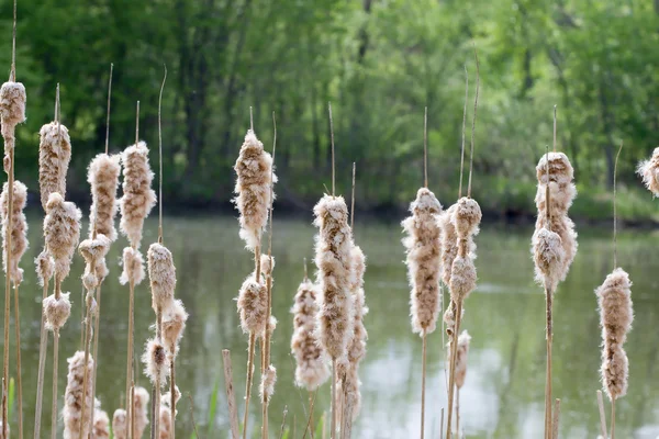 Pussy Willows at a Pond — Stock Photo, Image