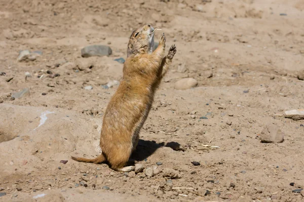 Prairie Dog Sending a Warning — Stock Photo, Image