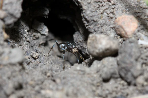 Black Ant Cleaning it's House — Stock Photo, Image