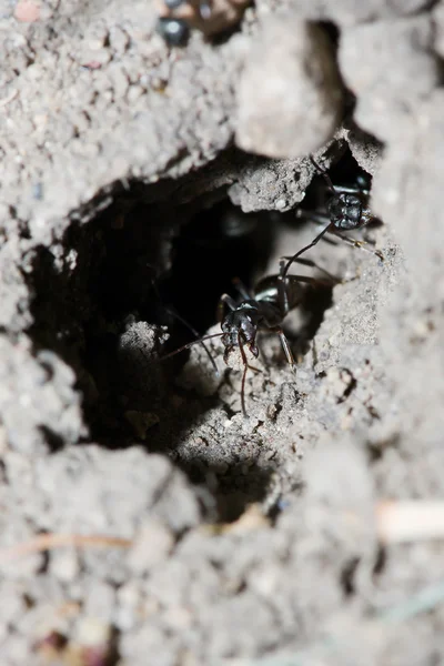 Černá čištění mravenec je to dům — Stock fotografie