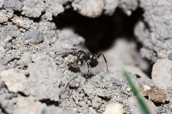 黑蚂蚁 — 图库照片