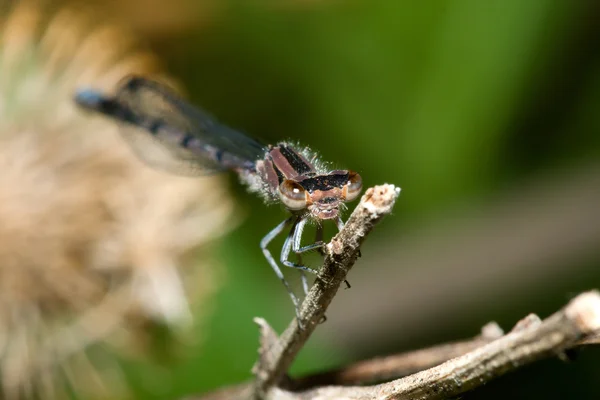 Damselfly on a Branch — Stock Photo, Image