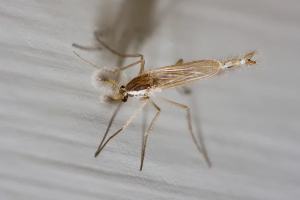 Mücke mit Antenne — Stockfoto