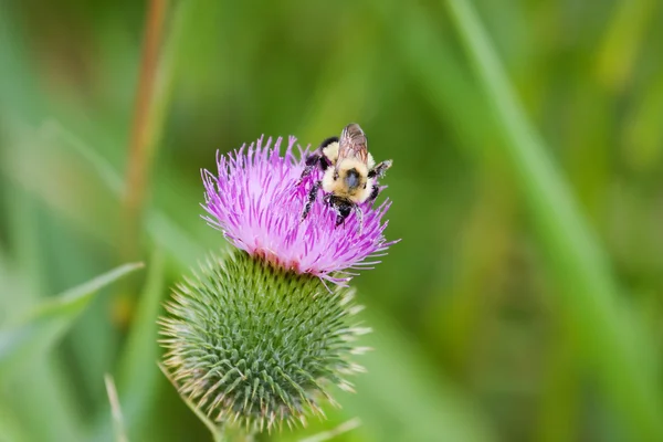 Oro norteño abejorro — Foto de Stock