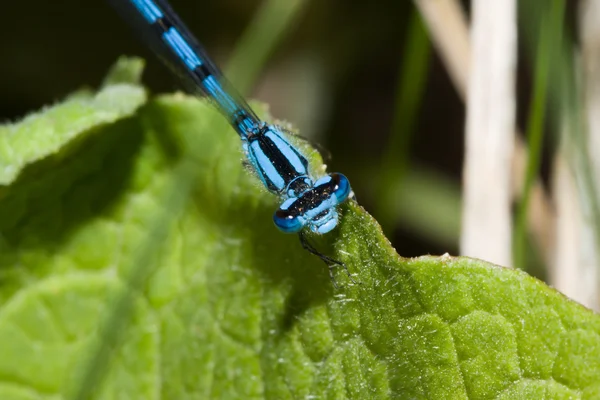 Обыкновенная синяя равнокрылая стрекоза — стоковое фото