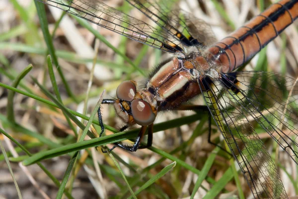 蜻蜓在草地上飞舞 — 图库照片